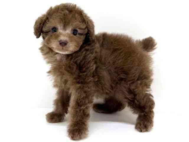 大阪府のトイプードル(トイ) (ひごペットフレンドリーくずはモール店/2025年10月9日生まれ/男の子/シルバーベージュ)の子犬の2枚目の画像