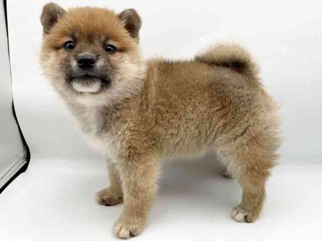 奈良県の柴犬(標準サイズ) (ひごペットフレンドリートナリエ大和高田店/2025年10月8日生まれ/男の子/赤)の子犬の2枚目の画像