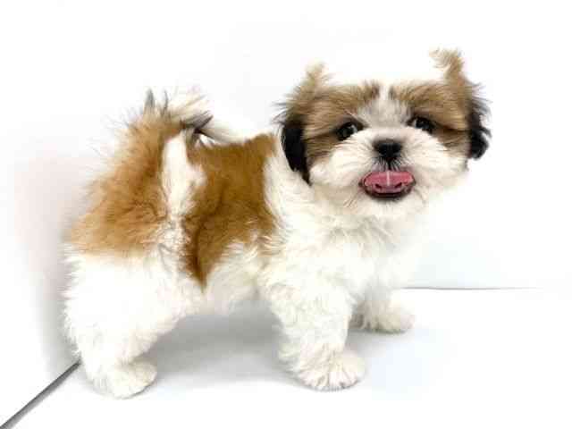 大阪府のシーズー (ひごペットフレンドリーイオンタウン茨木太田店/2025年10月8日生まれ/男の子/ホワイトゴールド)の子犬の2枚目の画像