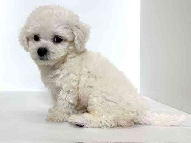 大阪府のビションフリーゼ (ひごペットフレンドリーアクロスプラザ住之江店/2025年10月8日生まれ/男の子/ホワイト)の子犬の2枚目の画像