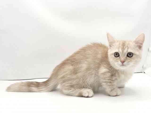 兵庫県のミヌエット (ひごペットフレンドリークラウンパーク伊丹店/2025年9月28日生まれ/男の子/クリームタビー)の子猫の2枚目の画像