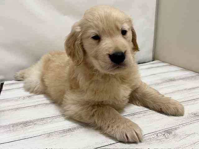 和歌山県のゴールデンレトリバー (ひごペットフレンドリーパームシティ和歌山店/2025年10月11日生まれ/男の子/ゴールデン)の子犬の2枚目の画像