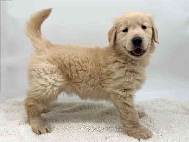 島根県のゴールデンレトリバー (ひごペットフレンドリーイオンモール出雲店/2025年10月11日生まれ/女の子/ゴールデン)の子犬の2枚目の画像