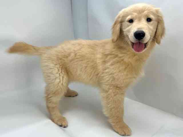 島根県のゴールデンレトリバー (ひごペットフレンドリーイオンモール出雲店/2025年10月11日生まれ/女の子/ゴールデン)の子犬の2枚目の画像