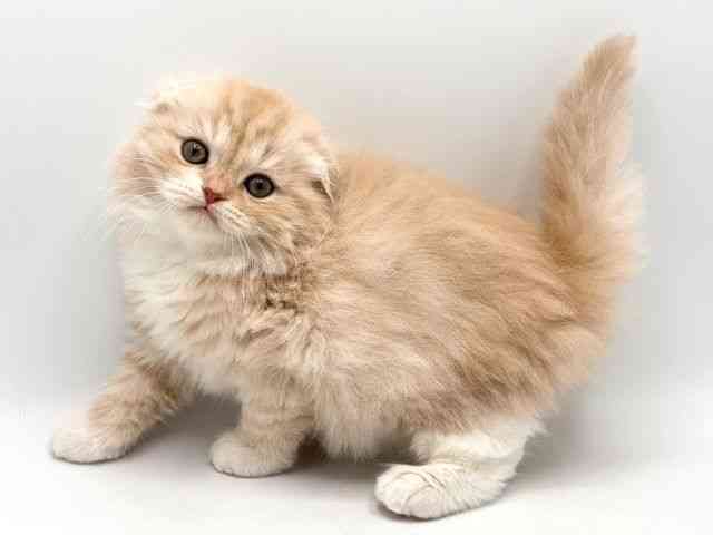 奈良県のスコティッシュフォールド (ひごペットフレンドリー田原本店/2025年10月12日生まれ/男の子/クリームタビーホワイト)の子猫の2枚目の画像