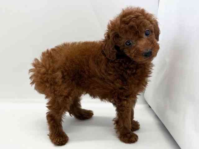 京都府のトイプードル(トイ) (ひごペットフレンドリー京都店/2025年10月11日生まれ/男の子/レッド)の子犬の2枚目の画像