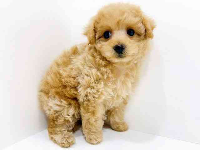 広島県のトイプードル(トイ) (ひごペットフレンドリーフジグラン神辺店/2025年10月4日生まれ/女の子/アプリコット)の子犬の2枚目の画像