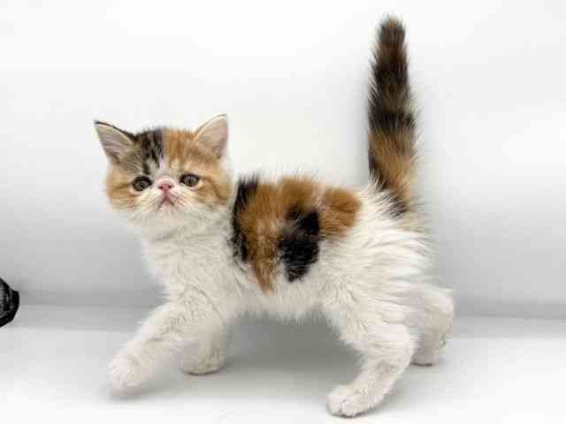 大阪府のエキゾチック (ひごペットフレンドリーららぽーとEXPOCITY店/2025年10月11日生まれ/女の子/キャリコ)の子猫の2枚目の画像