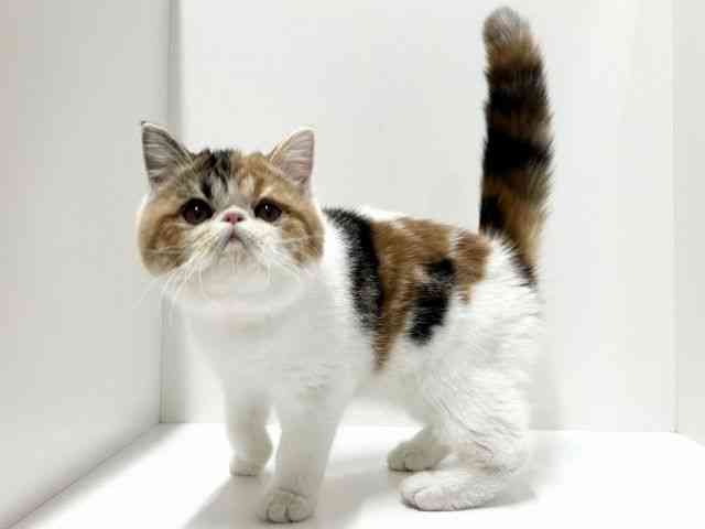 愛知県のエキゾチック (ひごペットフレンドリーららぽーと名古屋みなとアクルス店/2025年10月11日生まれ/女の子/キャリコ)の子猫の2枚目の画像