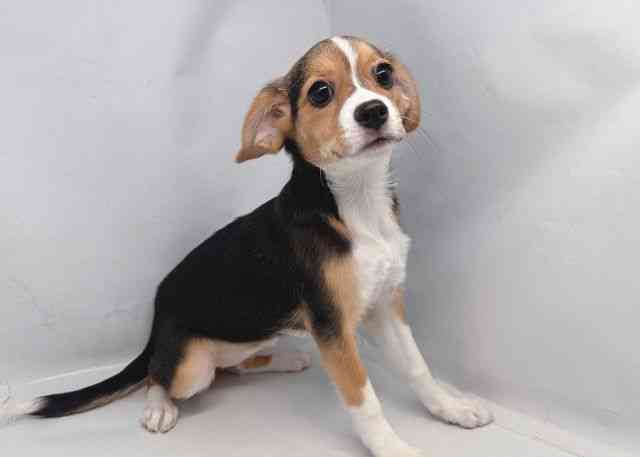 鳥取県のハーフ犬・ミックス犬 (ひごペットフレンドリーイオンモール鳥取北店/2025年10月7日生まれ/女の子/ブラックタンホワイト)の子犬の2枚目の画像