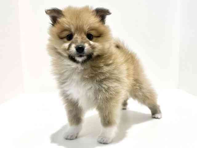 大阪府のハーフ犬・ミックス犬 (ひごペットフレンドリーイオン高槻店/2025年10月8日生まれ/男の子/セーブルホワイト)の子犬の2枚目の画像