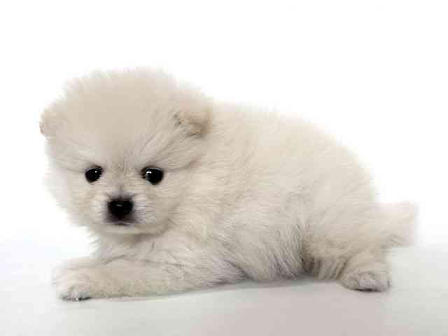 大阪府のポメラニアン (ひごペットフレンドリーアクロスプラザ住之江店/2025年10月11日生まれ/男の子/クリーム)の子犬の2枚目の画像