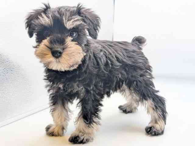 香川県のミニチュアシュナウザー (ひごペットフレンドリーゆめタウン高松店/2025年10月10日生まれ/女の子/ブラックシルバー)の子犬の2枚目の画像