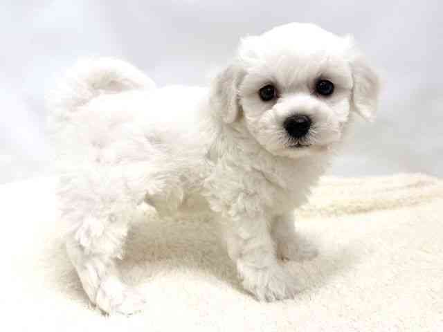 広島県のビションフリーゼ (ひごペットフレンドリーゆめタウン廿日市店/2025年10月10日生まれ/男の子/ホワイト)の子犬の2枚目の画像