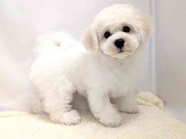 広島県のビションフリーゼ (ひごペットフレンドリーゆめタウン廿日市店/2025年10月10日生まれ/男の子/ホワイト)の子犬の2枚目の画像