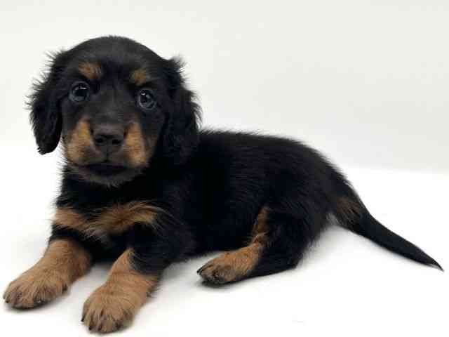 京都府のミニチュアダックスフンド(ロング) (ひごペットフレンドリーイオンモール高の原店/2025年10月10日生まれ/女の子/ブラックタン)の子犬の2枚目の画像