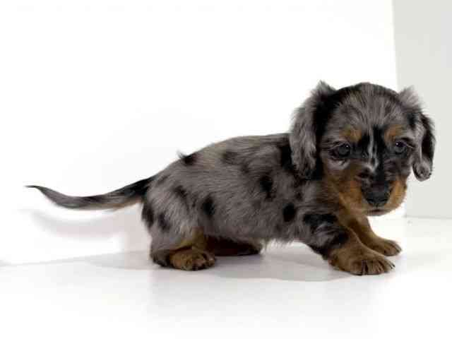 兵庫県のミニチュアダックスフンド(ロング) (ひごペットフレンドリーイトーヨーカドー明石店/2025年10月10日生まれ/女の子/シルバーダップル)の子犬の2枚目の画像