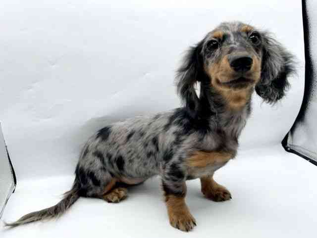 奈良県のミニチュアダックスフンド(ロング) (ひごペットフレンドリートナリエ大和高田店/2025年10月10日生まれ/女の子/シルバーダップル)の子犬の2枚目の画像