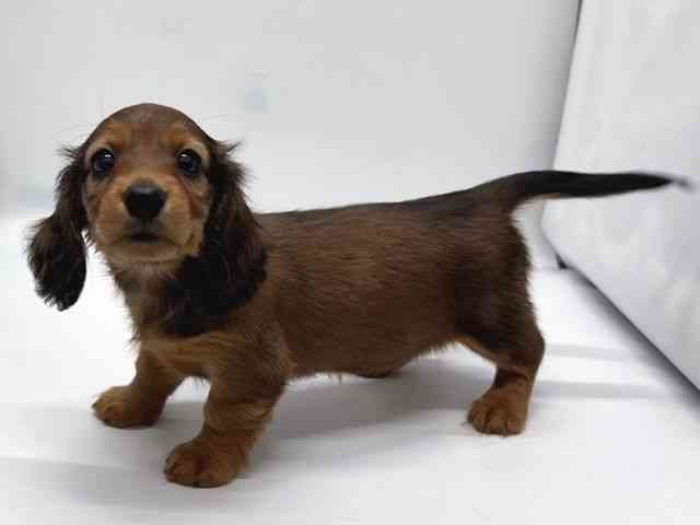 京都府のカニンヘンダックスフンド(ロング) (ひごペットフレンドリー京都店/2025年10月11日生まれ/女の子/レッド)の子犬の2枚目の画像