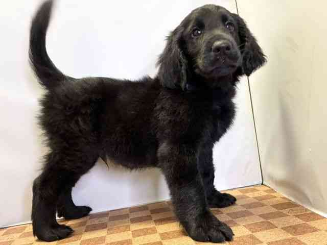 愛媛県のフラットコーテッドレトリーバー (ひごペットフレンドリーエミフルMASAKI店/2025年10月9日生まれ/男の子/ブラック)の子犬の2枚目の画像