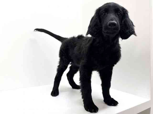 大阪府のフラットコーテッドレトリーバー (ひごペットフレンドリーくずはモール店/2025年10月9日生まれ/女の子/ブラック)の子犬の2枚目の画像