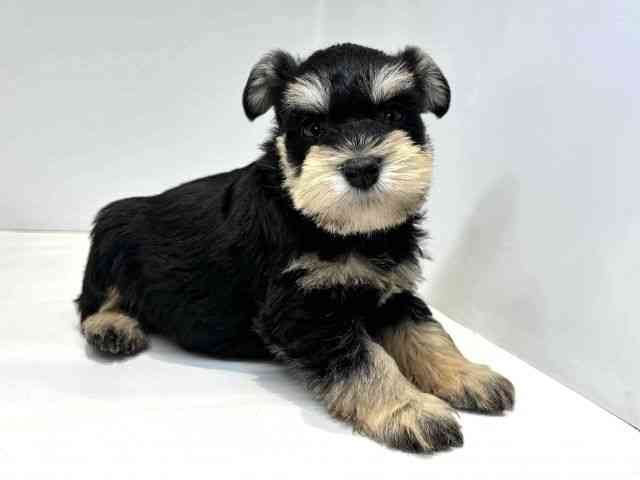 大阪府のミニチュアシュナウザー (ひごペットフレンドリーセブンパーク天美店/2025年10月11日生まれ/男の子/ブラックシルバー)の子犬の2枚目の画像