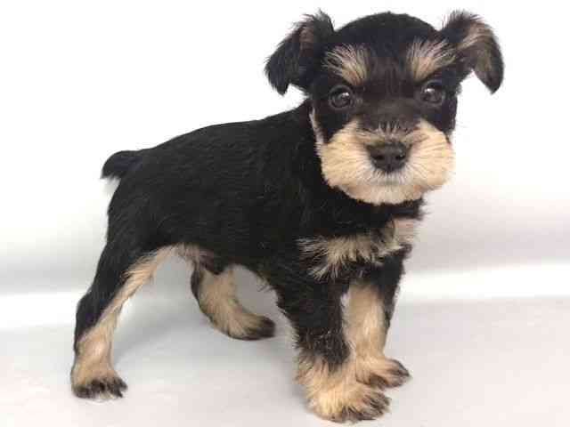 大阪府のミニチュアシュナウザー (ひごペットフレンドリー岸和田店/2025年10月11日生まれ/男の子/ブラックシルバー)の子犬の2枚目の画像