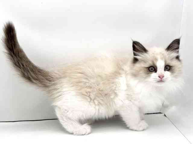 兵庫県のラグドール (ひごペットフレンドリークラウンパーク伊丹店/2025年10月10日生まれ/女の子/シールポイントバイカラー)の子猫の2枚目の画像