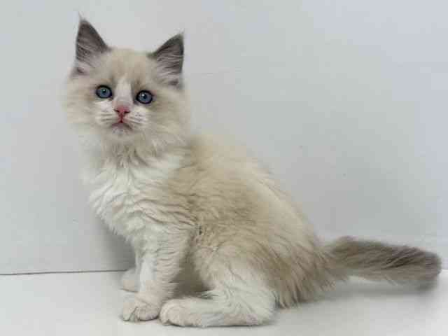 大阪府のラグドール (ひごペットフレンドリーベルファⅡ都島店/2025年10月10日生まれ/女の子/ブルーポイントバイカラー)の子猫の2枚目の画像