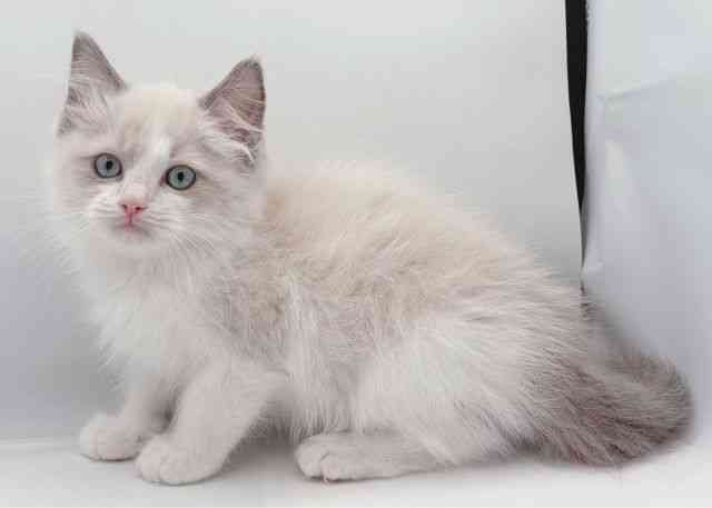 島根県のラグドール (ひごペットフレンドリーイオン松江ショッピングセンター店/2025年10月2日生まれ/女の子/ブルーポイントバイカラー)の子猫の2枚目の画像