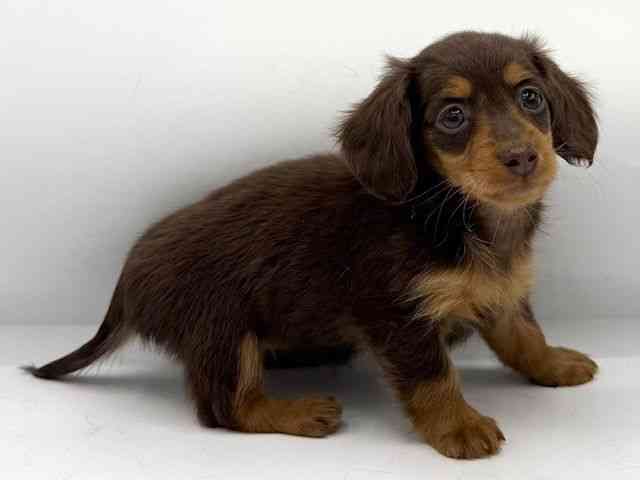 大阪府のカニンヘンダックスフンド(ロング) (ひごペットフレンドリーららぽーとEXPOCITY店/2025年10月12日生まれ/女の子/チョコレートタン)の子犬の2枚目の画像