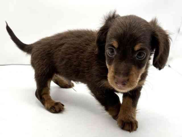 兵庫県のカニンヘンダックスフンド(ロング) (ひごペットフレンドリークラウンパーク伊丹店/2025年10月12日生まれ/男の子/チョコレートタン)の子犬の2枚目の画像