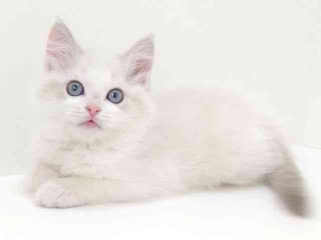 大阪府のラグドール (ひごペットフレンドリーいこらもーる泉佐野店/2025年10月11日生まれ/女の子/ブルーポイントバイカラー)の子猫の2枚目の画像