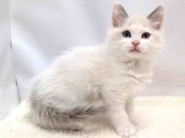広島県のラグドール (ひごペットフレンドリーゆめタウン廿日市店/2025年10月11日生まれ/女の子/ブルーポイントバイカラー)の子猫の2枚目の画像