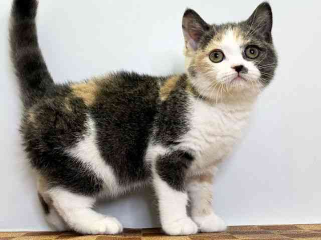 愛媛県のマンチカン (ひごペットフレンドリーエミフルMASAKI店/2025年10月9日生まれ/女の子/ダイリュートキャリコ)の子猫の2枚目の画像