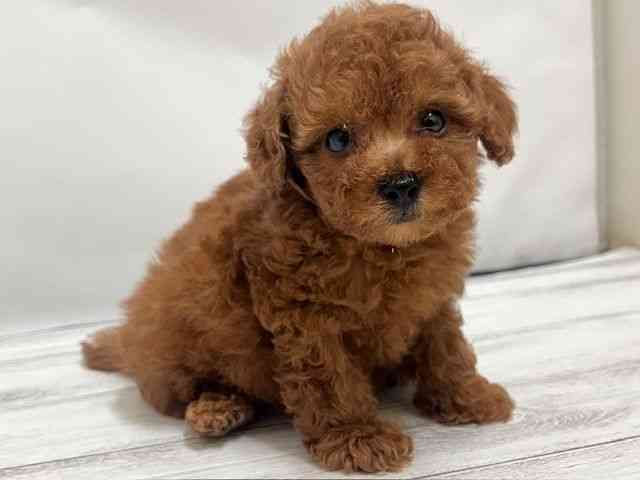 和歌山県のトイプードル(トイ) (ひごペットフレンドリーパームシティ和歌山店/2025年10月10日生まれ/男の子/レッド)の子犬の2枚目の画像