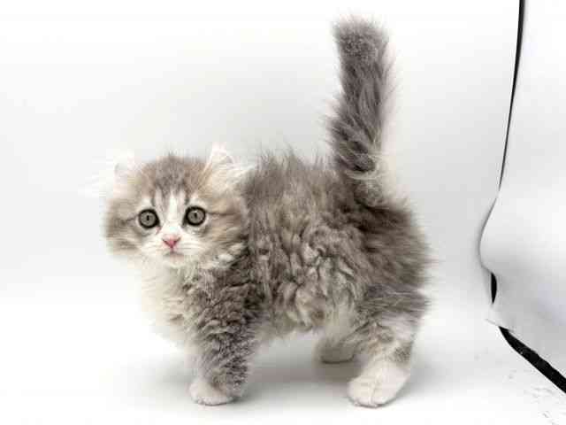 大阪府のキンカロー (ひごペットフレンドリーみのおキューズモール店/2025年10月10日生まれ/女の子/ブルータビーホワイト)の子猫の2枚目の画像