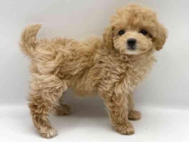 大阪府のビションプー(ビションフリーゼ×プードル) (ひごペットフレンドリーららぽーとEXPOCITY店/2025年10月11日生まれ/女の子/クリーム)の子犬の2枚目の画像