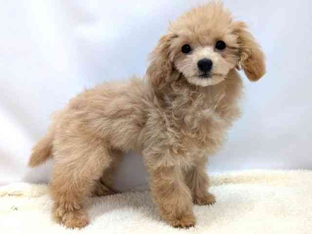 広島県のビションプー(ビションフリーゼ×プードル) (ひごペットフレンドリーゆめタウン廿日市店/2025年10月11日生まれ/女の子/クリーム)の子犬の2枚目の画像