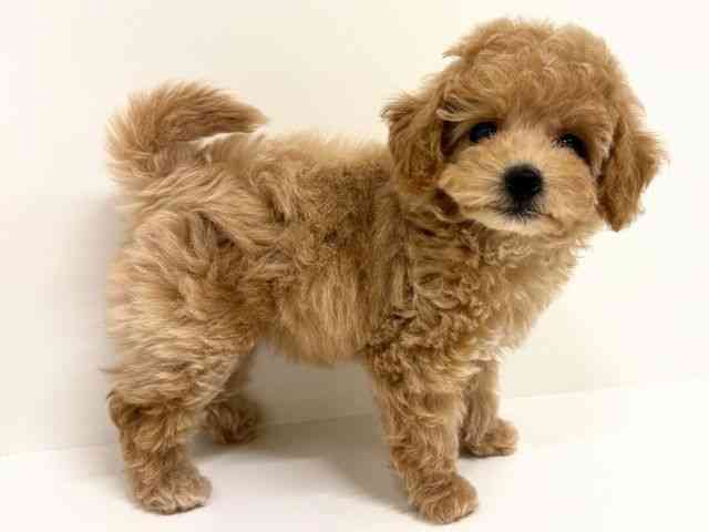 福岡県のビションプー(ビションフリーゼ×プードル) (ひごペットフレンドリーリバーウォーク北九州店/2025年10月11日生まれ/女の子/クリーム)の子犬の2枚目の画像