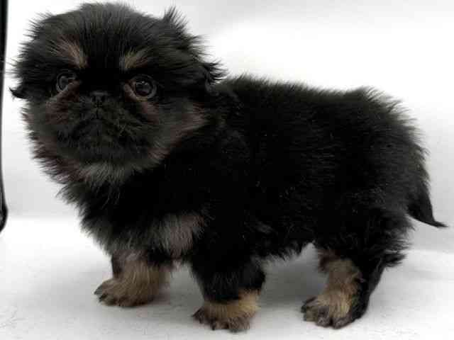 大阪府のペキニーズ (ひごペットフレンドリーららぽーとEXPOCITY店/2025年10月12日生まれ/男の子/ブラックタン)の子犬の2枚目の画像