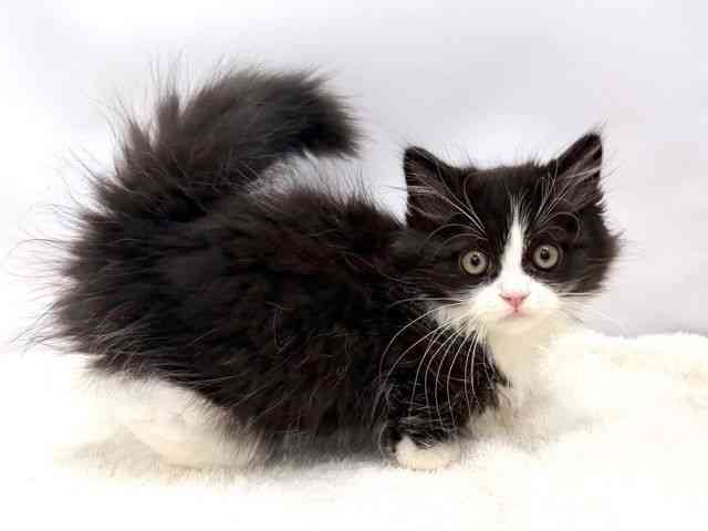 広島県のミヌエット (ひごペットフレンドリーゆめタウン廿日市店/2025年9月21日生まれ/男の子/ブラックホワイト)の子猫の2枚目の画像