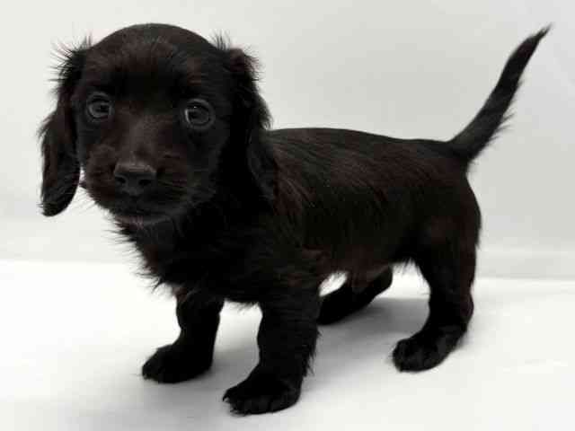 京都府のミニチュアダックスフンド(ロング) (ひごペットフレンドリー京都店/2025年10月12日生まれ/男の子/ブラック)の子犬の2枚目の画像