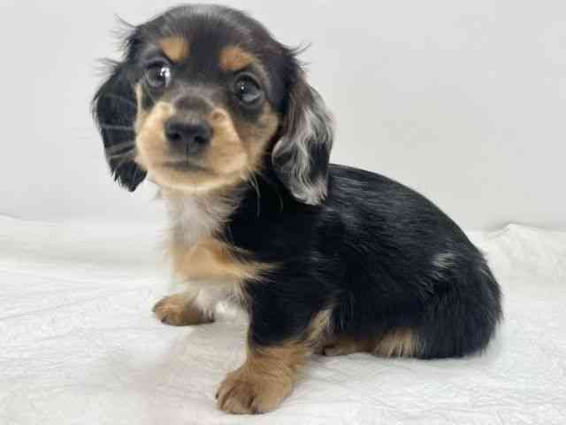 高知県のミニチュアダックスフンド(ロング) (ひごペットフレンドリーイオンモール高知店/2025年10月10日生まれ/男の子/シルバーダップル)の子犬の2枚目の画像