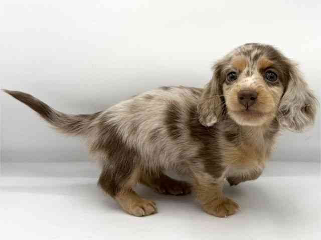 大阪府のミニチュアダックスフンド(ロング) (ひごペットフレンドリーららぽーとEXPOCITY店/2025年10月10日生まれ/女の子/チョコレートダップル)の子犬の2枚目の画像