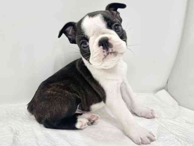 高知県のボストンテリア (ひごペットフレンドリーイオンモール高知店/2025年10月11日生まれ/男の子/ボストンカラー)の子犬の2枚目の画像