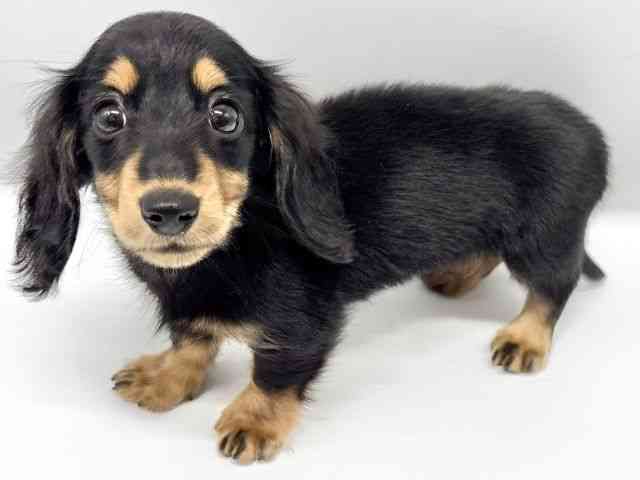 大阪府のミニチュアダックスフンド(ロング) (ひごペットフレンドリーイオンタウン豊中庄内店/2025年10月12日生まれ/女の子/ブラックタン)の子犬の2枚目の画像