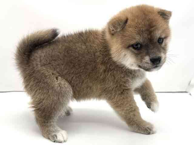 兵庫県の柴犬(標準サイズ) (ひごペットフレンドリークラウンパーク伊丹店/2025年10月11日生まれ/女の子/赤)の子犬の2枚目の画像