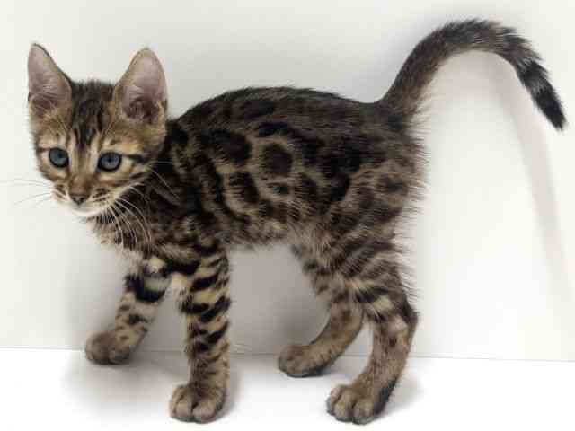 愛知県のベンガル (ひごペットフレンドリーららぽーと名古屋みなとアクルス店/2025年10月10日生まれ/男の子/ブラウンスポットタビー)の子猫の2枚目の画像