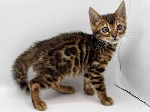 大阪府のベンガル (ひごペットフレンドリーみのおキューズモール店/2025年10月10日生まれ/男の子/ブラウンスポットタビー)の子猫の2枚目の画像